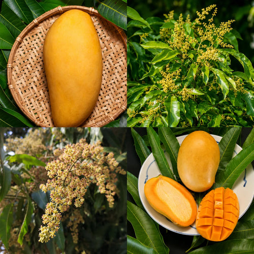 Curated by Bihar Mangoes – Badami & Mallika Organic Mango Box (5 kg)