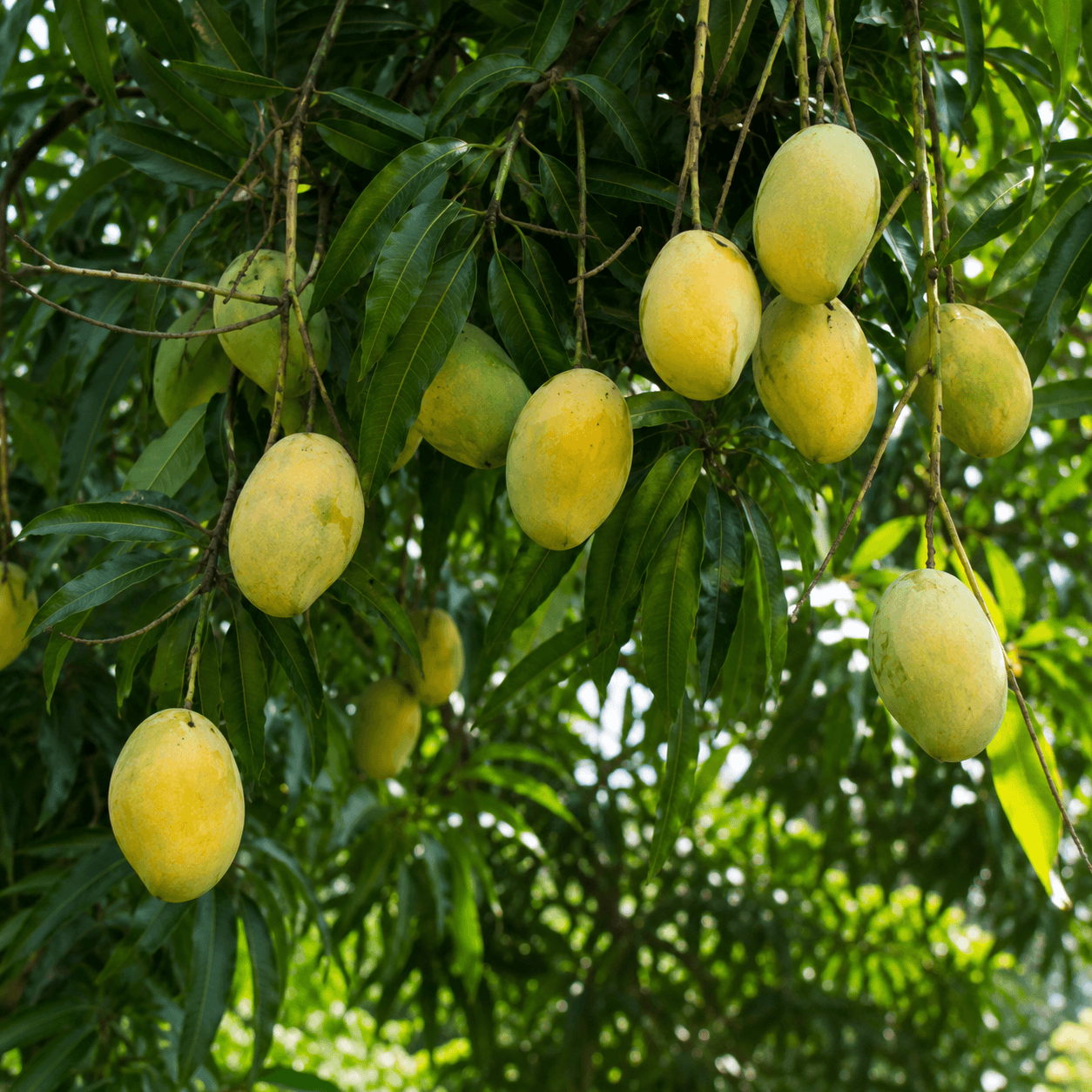 Bambai Mango
