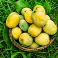 Bambai Mango