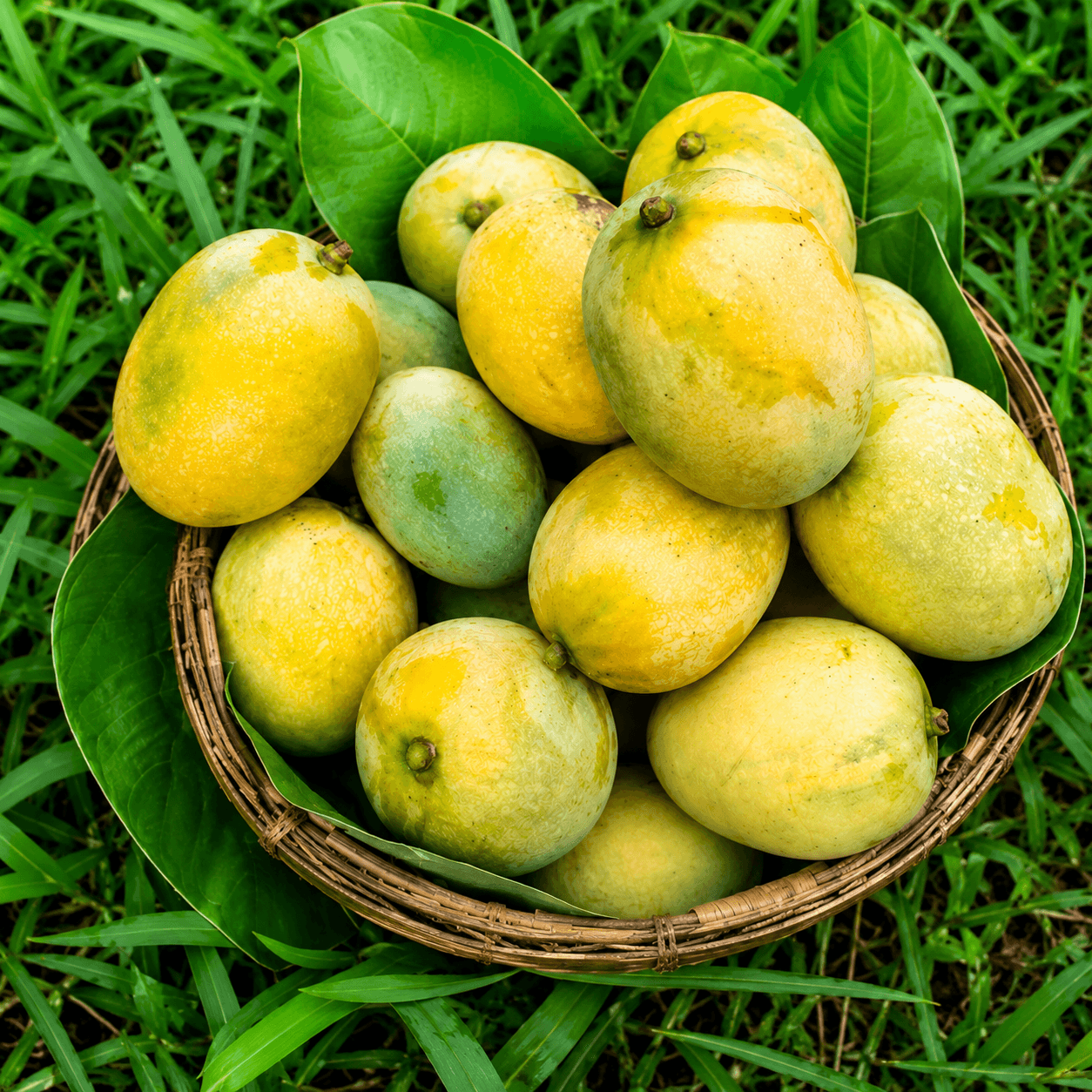 Bambai Mango