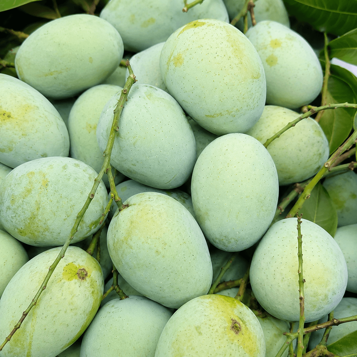 Dudhiya Malda Mango