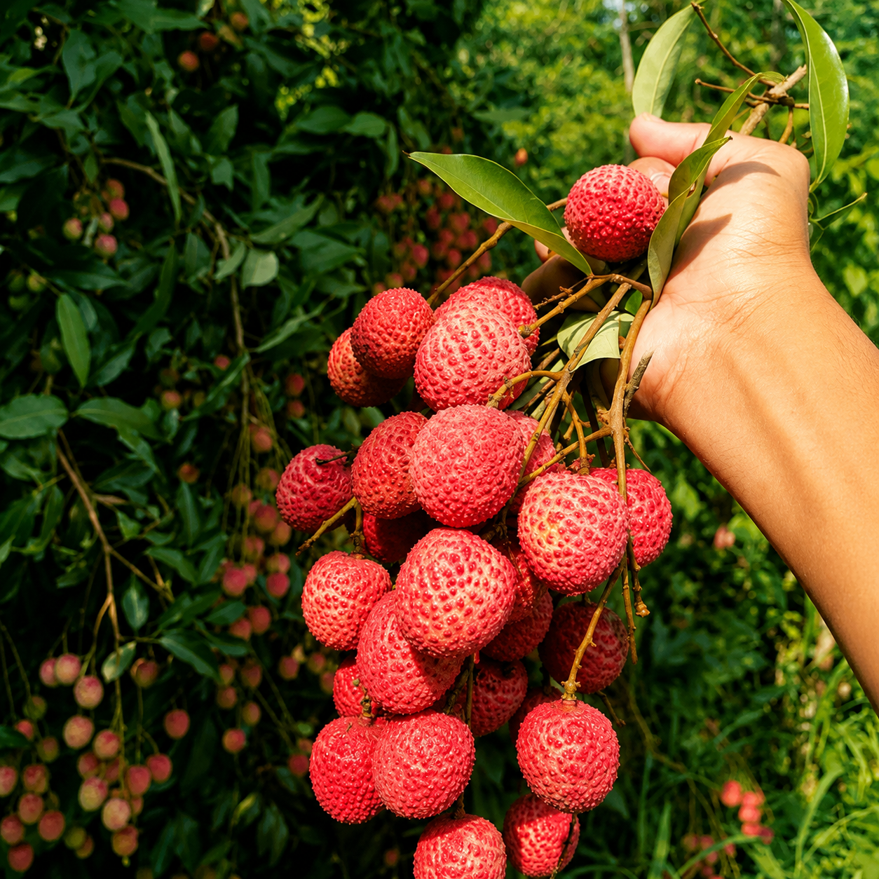 Shahi Litchi — Muzaffarpur's GI-Tagged Pride