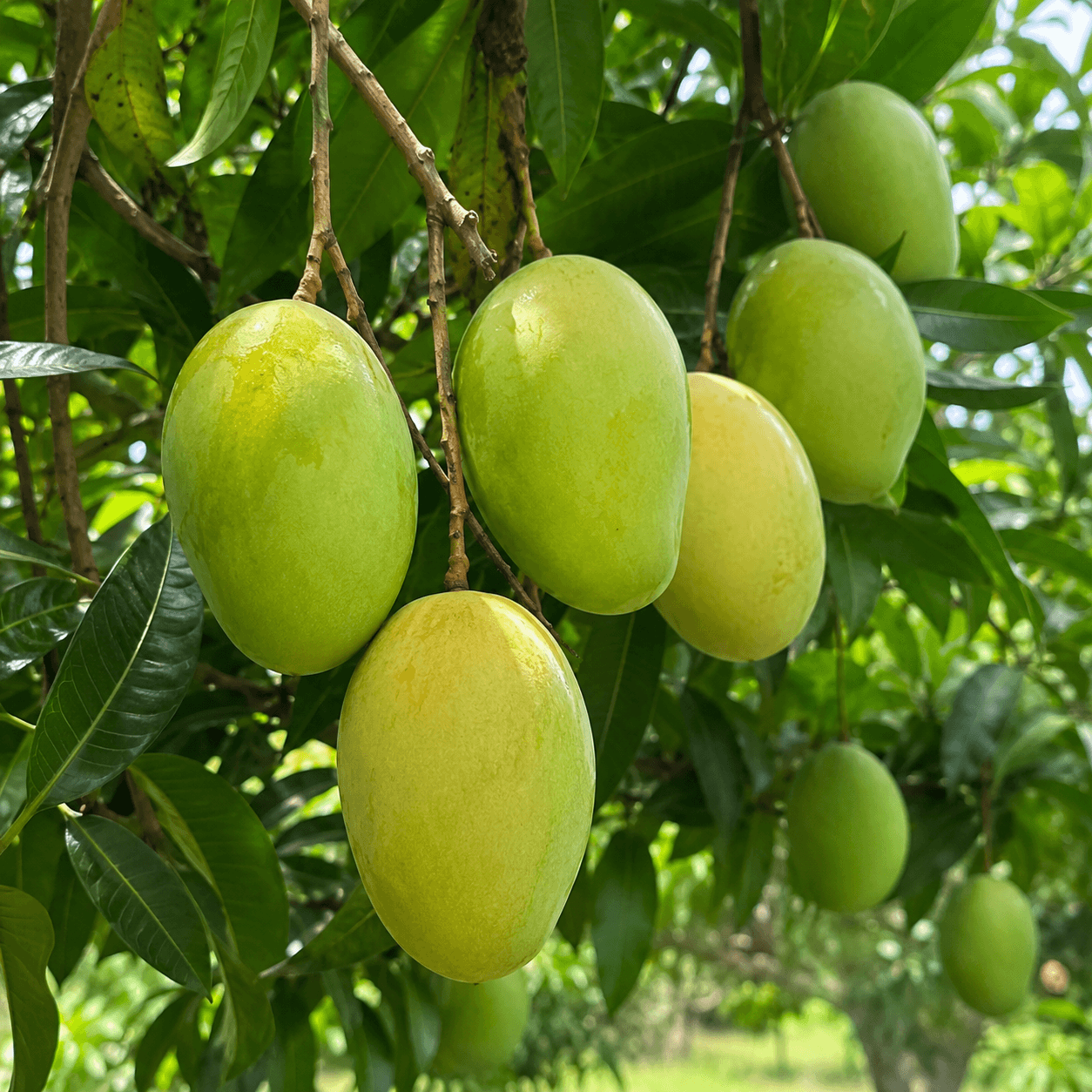 Himsagar Mango